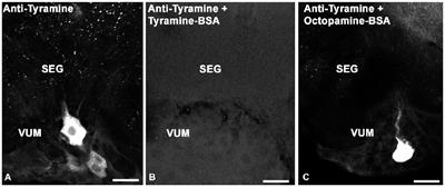 The Biogenic Amine Tyramine and its Receptor (AmTyr1) in Olfactory Neuropils in the Honey Bee (Apis mellifera) Brain